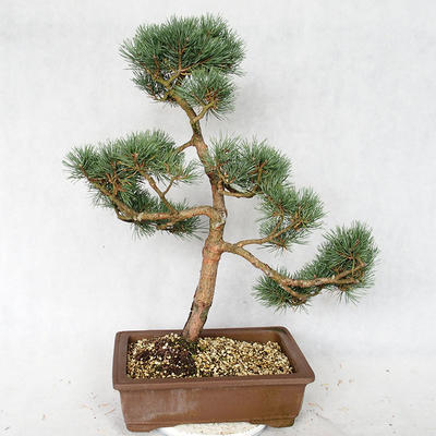 Vonkajšie bonsai - Pinus sylvestris Watereri - Borovica lesná VB2019-26878 - 2