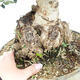 Pokojová bonsai - Olea europaea sylvestris -Oliva evropská drobnolistá - 2/3