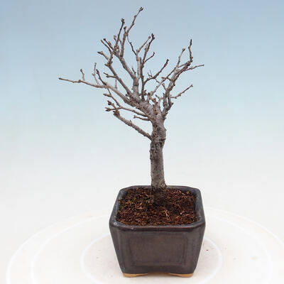 Vonkajšia bonsai - Blýskalka chlpatá - Photinia villosa - 2