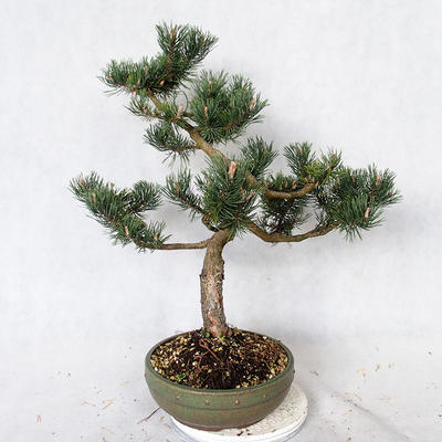 Vonkajšie bonsai - Pinus Mugo - Borovica Marhuľa VB2019-26886 - 2
