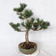 Vonkajšie bonsai - Pinus Mugo - Borovica Marhuľa VB2019-26886 - 2/4