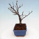 Vonkajšia bonsai - Blýskalka chlpatá - Photinia villosa - 2/5