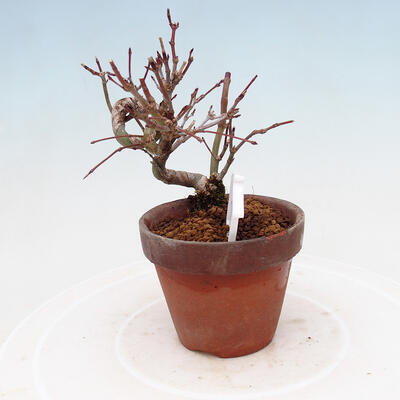 Vonkajší bonsai Acer palmatum - Javor dlanitolistý - 2
