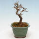Vonkajší bonsai - Ligustrum obtusifolium - Vtáčí zob tupolistý - 2/5