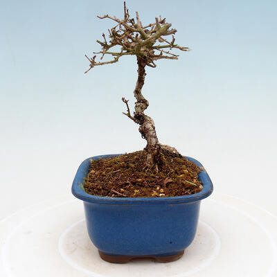 Vonkajší bonsai - Ligustrum obtusifolium - Vtáčí zob tupolistý - 2