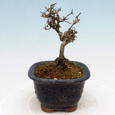 Vonkajší bonsai - Ligustrum obtusifolium - Vtáčí zob tupolistý - 2