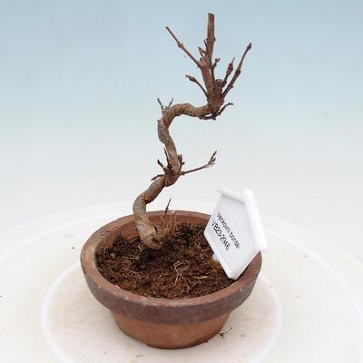 Vonkajší bonsai - Javor Buergerianum - Javor Burgerov - 2