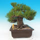 Vonkajšie bonsai - Pinus thunbergii - Borovica thunbergova - 2/6