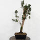 Vonkajší bonsai - Taxus cuspidata - Tis japonský - 2/5