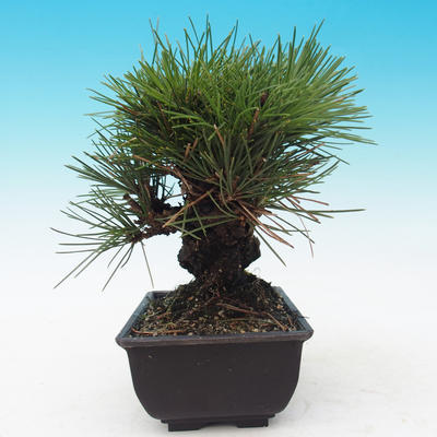 Vonkajšie bonsai - Pinus thunbergii corticosa - borovica korková - 2