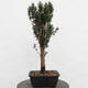 Vonkajší bonsai - Taxus cuspidata - Tis japonský - 2/5
