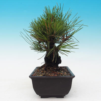 Vonkajšie bonsai - Pinus thunbergii corticosa - borovica korková - 2