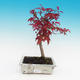 Vonkajšie bonsai - Javor palmatum DESHOJO - Javor dlaňolistý - 2/2