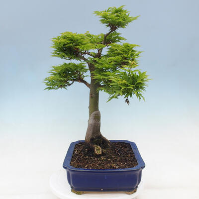 Vonkajší bonsai -Javor dlaňovitolistý Acer palmatum Shishigashira - 2