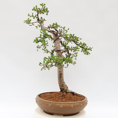 Vonkajší bonsai - Larix decidua - Smrekovec opadavý - 2