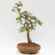 Vonkajší bonsai - Larix decidua - Smrekovec opadavý - 2/5