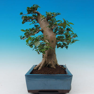 Izbová bonsai -PREMNA microphylla Kozlovoň malolistá - 2