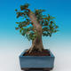 Izbová bonsai -PREMNA microphylla Kozlovoň malolistá - 2/6