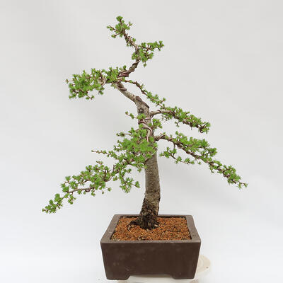 Vonkajší bonsai - Larix decidua - Smrekovec opadavý - 2
