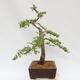 Vonkajší bonsai - Larix decidua - Smrekovec opadavý - 2/4