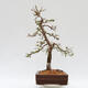 Vonkajší bonsai - Larix decidua - Smrekovec opadavý - 2/5