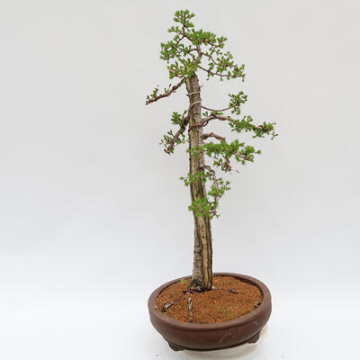 Vonkajší bonsai - Larix decidua - Smrekovec opadavý - LEN PALETOVÁ PREPRAVA - 2
