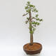 Vonkajší bonsai - Larix decidua - Smrekovec opadavý - LEN PALETOVÁ PREPRAVA - 2/5