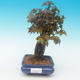 Shohin - Javor-Acer burgerianum na skale - 2/6