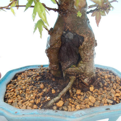 Shohin - Javor-Acer burgerianum na skale - 2