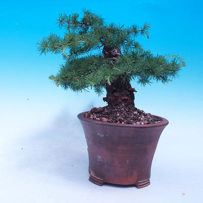 Vonkajší bonsai -Larix decidua - Smrekovec opadavý - 2