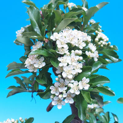 Vonkajšia bonsai-Pyracanta Teton -Hlohyně VB2020-106 - 2