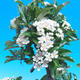 Vonkajšia bonsai-Pyracanta Teton -Hlohyně VB2020-106 - 2/2