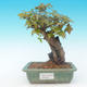 Shohin - Javor-Acer burgerianum na skale - 2/6