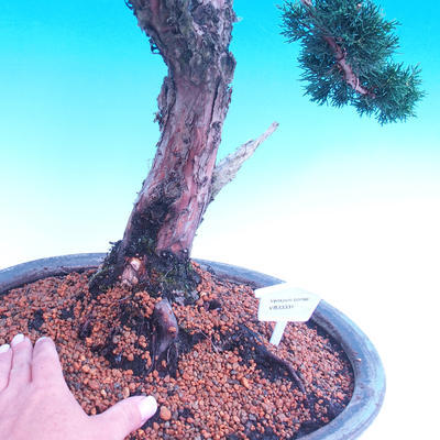 Vonkajšia bonsai-Juniperus chinenssis-Jalovec čínsky - 2