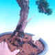 Vonkajšia bonsai-Juniperus chinenssis-Jalovec čínsky - 2/3
