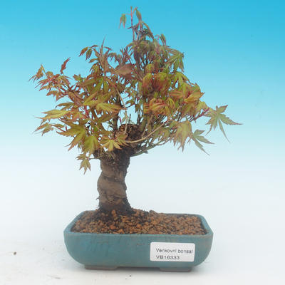 Shohin - Javor-Acer palmatum - 2