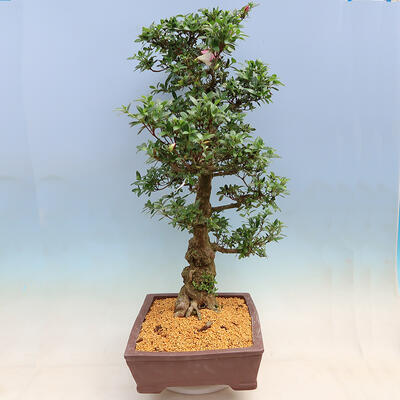 Vonkajší bonsai - Japonská azalka SATSUKI-Azalea BYAKUREN - 2