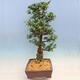 Vonkajší bonsai - Japonská azalka SATSUKI-Azalea BYAKUREN - 2/6