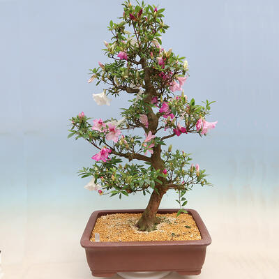 Vonkajší bonsai - Japonská azalka SATSUKI- Azalea KINSHO - 2