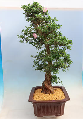 Vonkajší bonsai - Japonská azalka SATSUKI-Azalea BEYAKUREN - 2