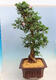 Vonkajší bonsai - Japonská azalka SATSUKI-Azalea BEYAKUREN - 2/6