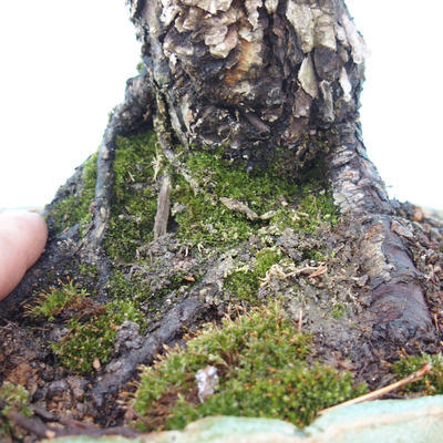 Vonkajšie bonsai - Borovica parviflora - Borovica drobnokvetá - 2