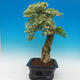 Izbová bonsai - Durant variegata - 2/6