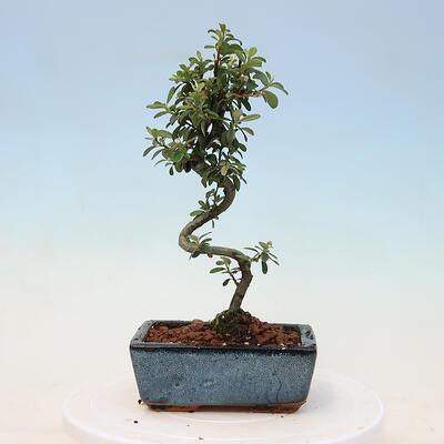 Vonkajší bonsai-Cotoneaster dammeri - Skalník Damerov - 2