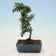 Vonkajší bonsai-Cotoneaster dammeri - Skalník Damerov - 2/3
