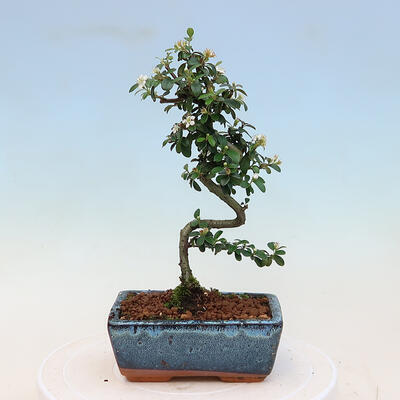 Vonkajší bonsai-Cotoneaster dammeri - Skalník Damerov - 2