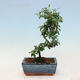 Vonkajší bonsai-Cotoneaster dammeri - Skalník Damerov - 2/3