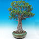 Izbová bonsai - Ficus kimmen - malolistá fikus - 2/5
