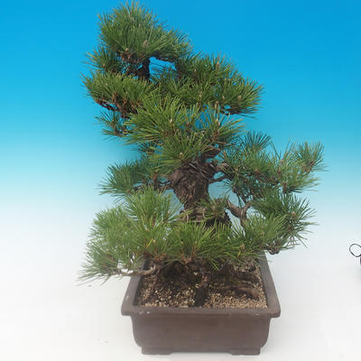 Pinus thunbergii - borovica thunbergova - 2