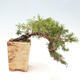 Vonkajší bonsai - Juniperus chinensis Kishu - Borievka čínska - 2/2